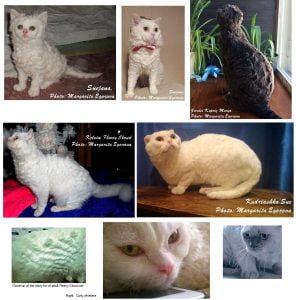 Fleecy Cloud Cat Breed