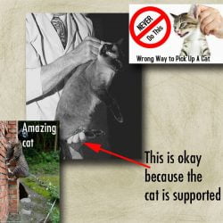 Is It Okay To Lift A Cat By The Scruff?