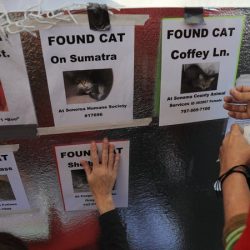 Lost cat posters from california wildfires