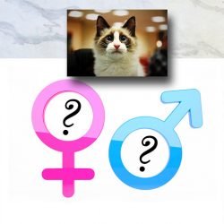 Are Male Cats Better Than Females?