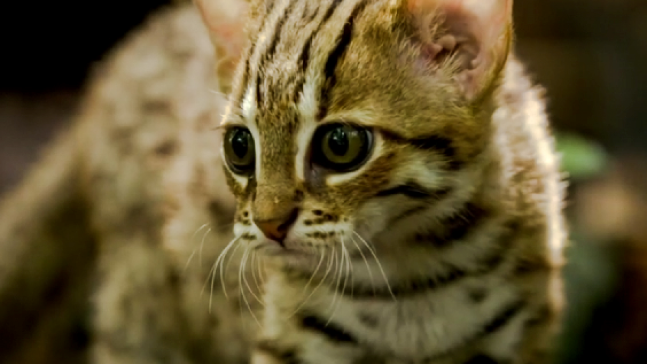 Can You Own A Rusty Spotted Cat As A Pet Can You Domesticate A Rusty Spotted Cat Poc
