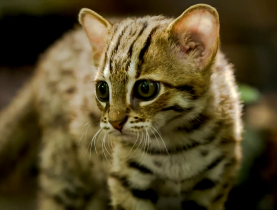 rusty spotted cat S