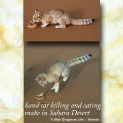Sand cat killing and eating a Saharan snake