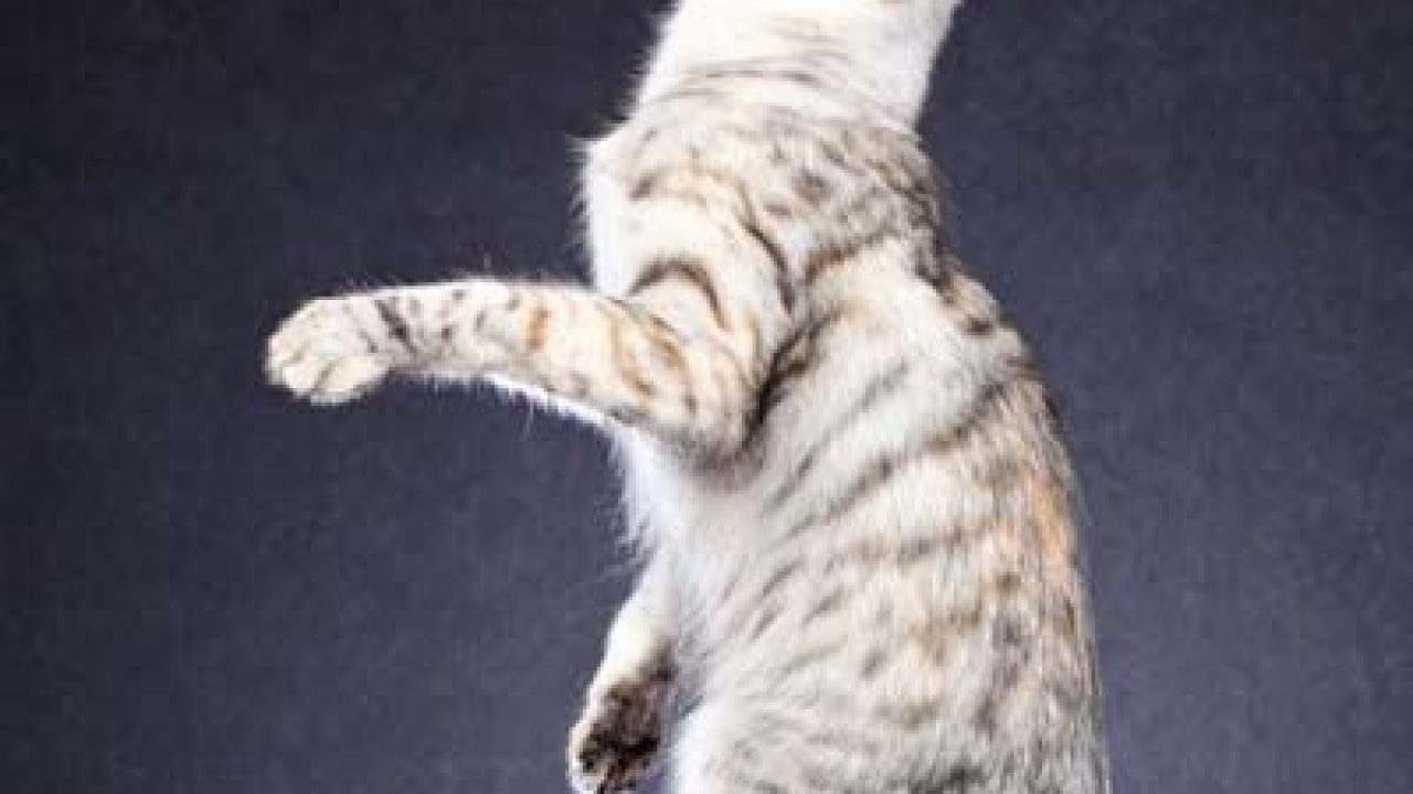 Are Turkish Angora Cats Hypoallergenic Poc