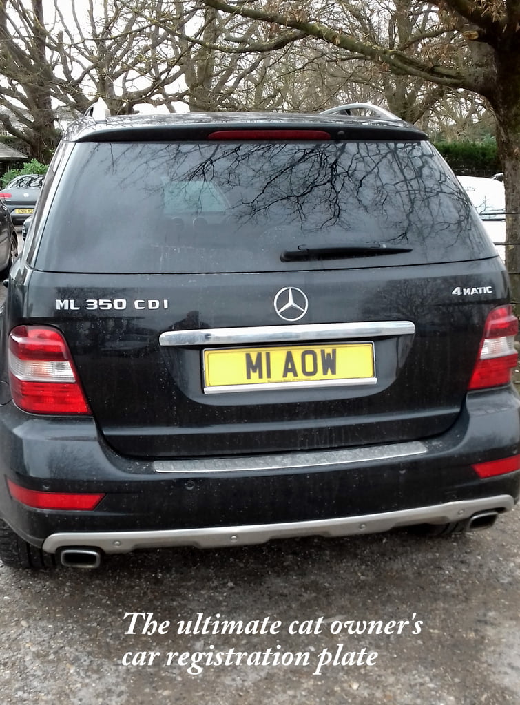 Ultimate cat owner's vehicle registration plate