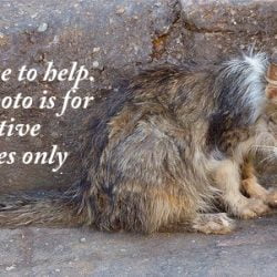 It's a constant battle of exhaustion, heartache, and being constantly broke - Feral cat caretaker