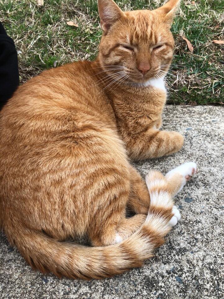Campus Kitty Banned