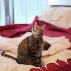 Oskar the bind cat dies