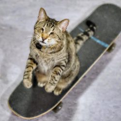 Oskar the blind cat dies