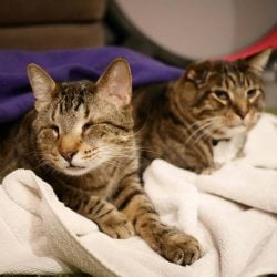 Oskar the blind cat dies
