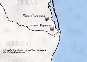 Trump's Wall Affects US Ocelot Conservation