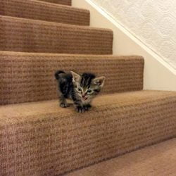 Kitten On Stairs (Photo)