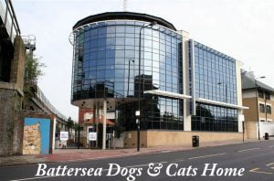Battersea Dogs & Cats Home is running out of cats!