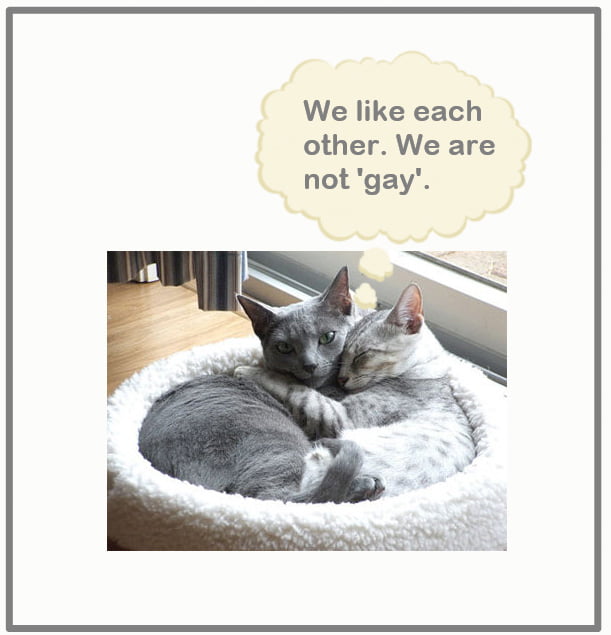 Can Cats Be Gay? – PoC
