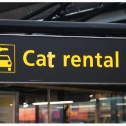 Cat rental in China