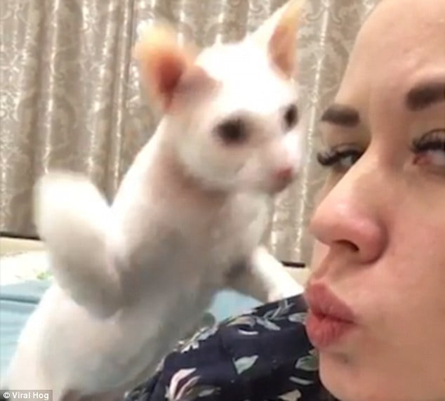 Cat slaps owner in face. Why?
