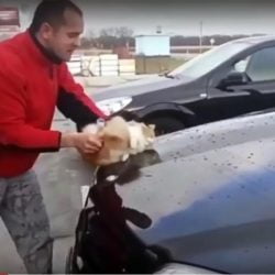 Man uses cat as a car cleaning sponge2