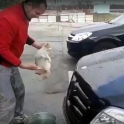 Man uses cat as a car cleaning sponge