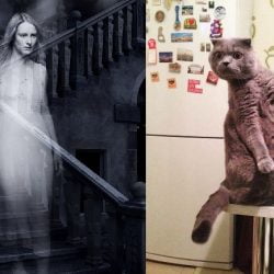Is It True That Cats Can See Ghosts?