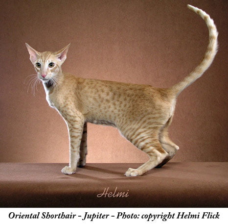 The Hidden Wildcat in the Oriental Breed