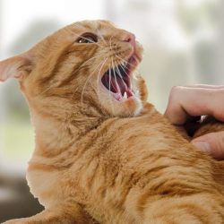 Why Do Cats Lick Where You Pet Them?