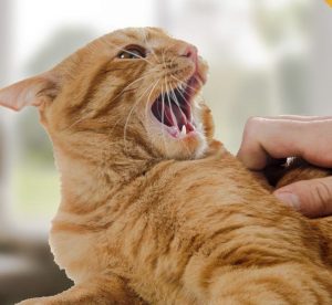 Why Do Cats Lick Where You Pet Them?