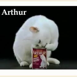 Arthur The Cat Biography