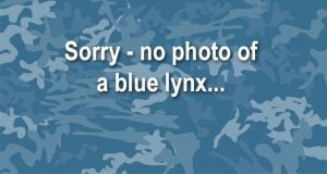 Blue lynx