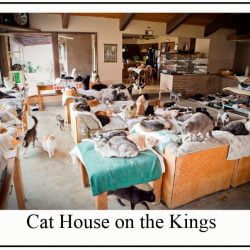 How many cats can you have legally? I'll tell you.