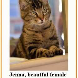 Rogue animal control officer seizes 9 feral cats from private property