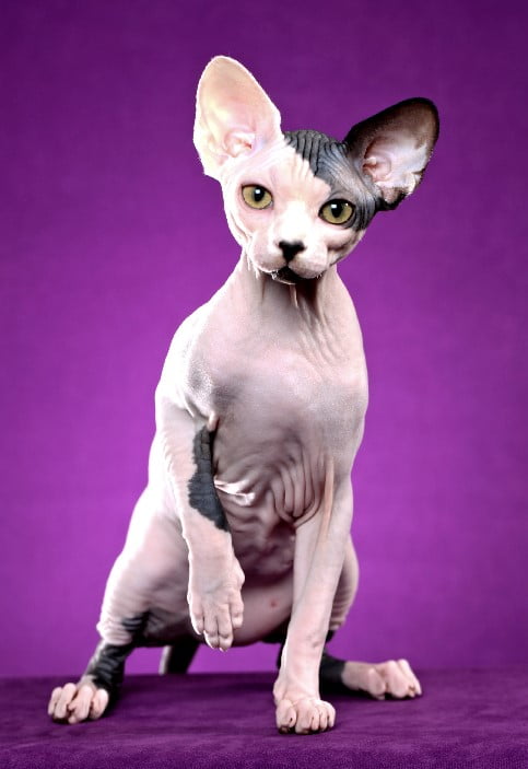 Sphynx cats-10 things to know about living with hairless cats