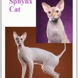 Sphynx cat health concerns