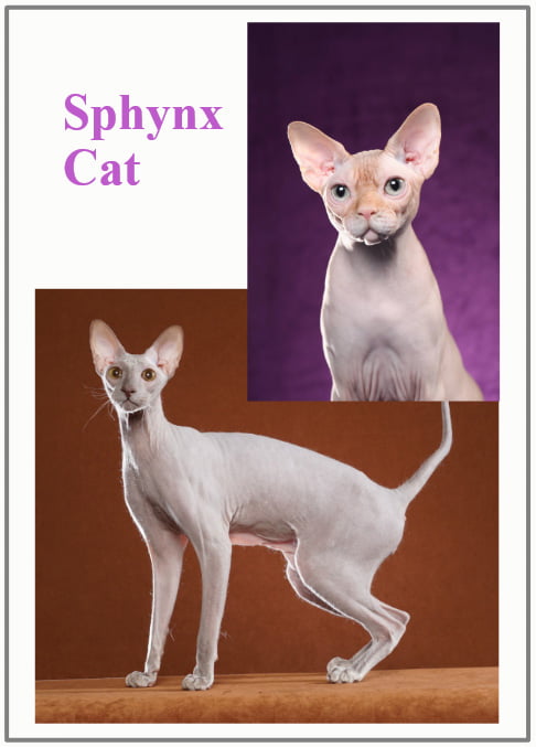 Sphynx cat health concerns