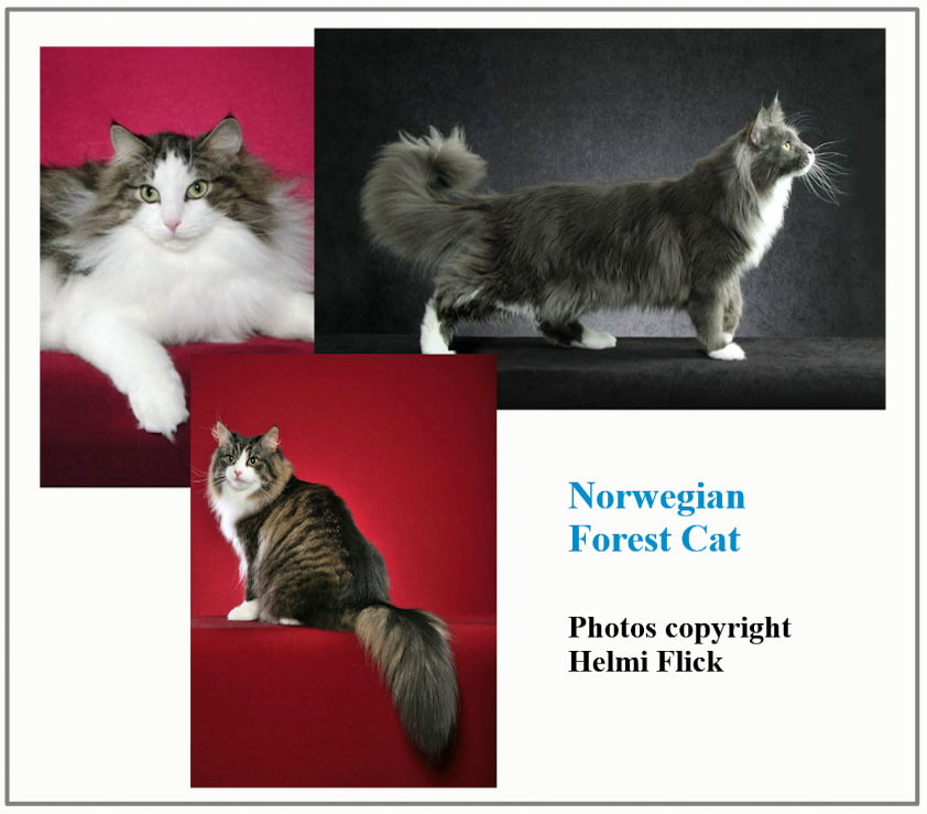 What is the temperament of a Norwegian Forest Cat?