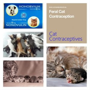 Cat Contraceptive