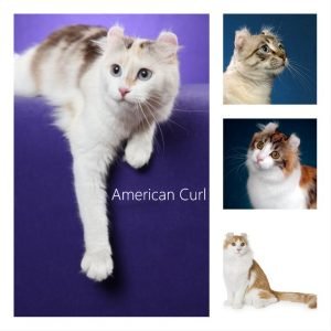 American Curl Cat: 12 facts