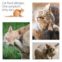 Cat food allergies: two places where the symptoms show up