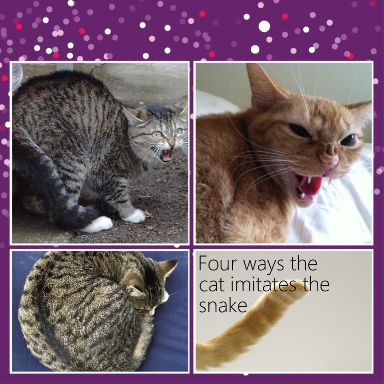 Here is 4 ways domestic cats imitate snakes