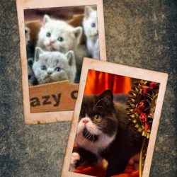 Any institution that treats females as breeding machines is anti-feminist