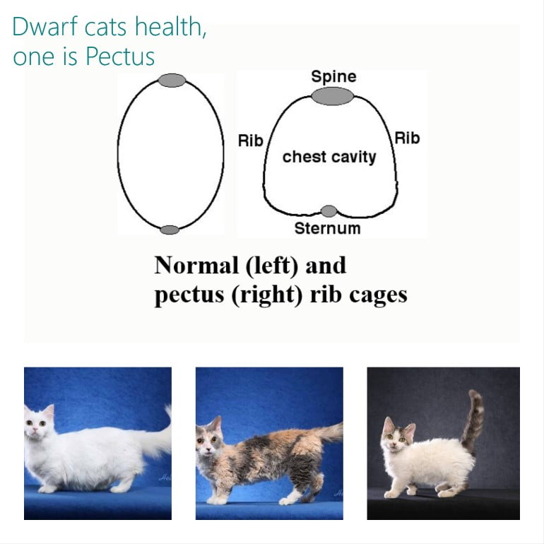 Dwarf cats: 2 health problems