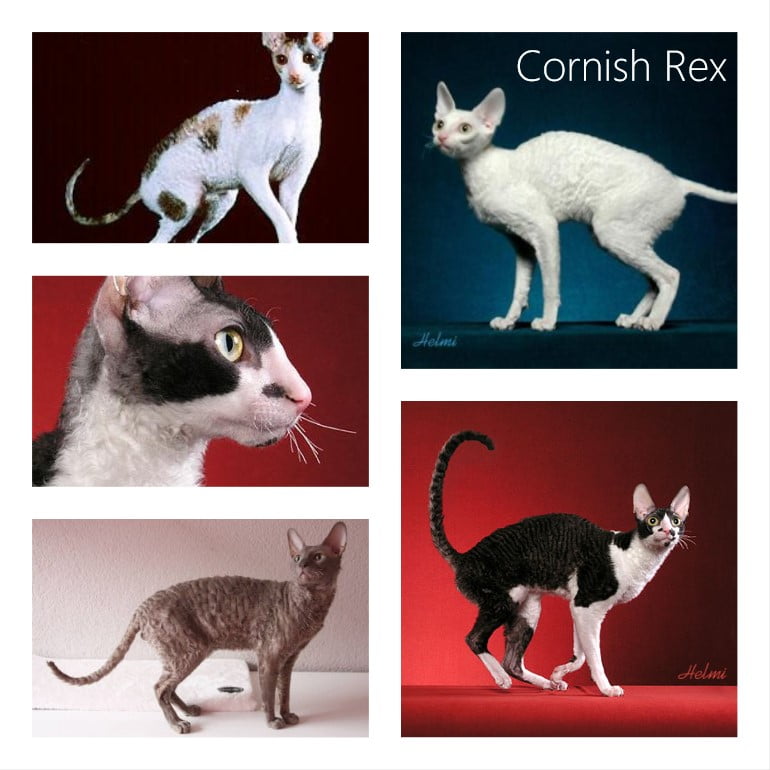 Do Cornish Rex cats need baths?