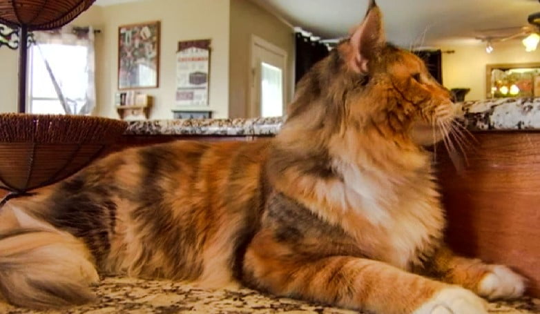 Sexist Cat Fanciers' Association bars boy calico cat from winning at cat show