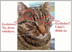 Do cats have eyebrows?