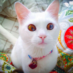 Sectoral heterochromia in domestic cats