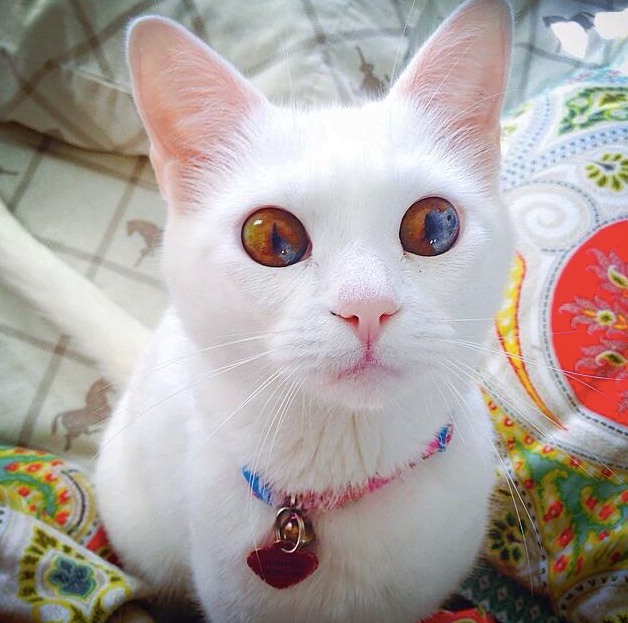 Sectoral heterochromia in domestic cats