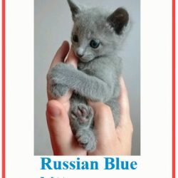 When do kittens open their eyes?