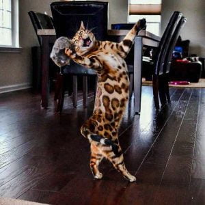 Bengal Cat the greatest showman