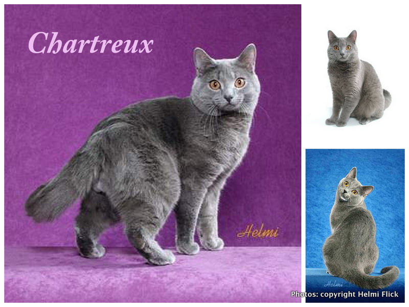 History of the Chartreux cat: 5 theories!