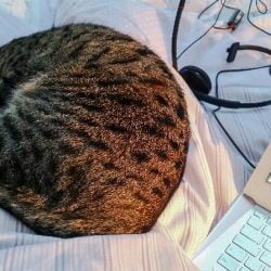 How often should I play with my cat?