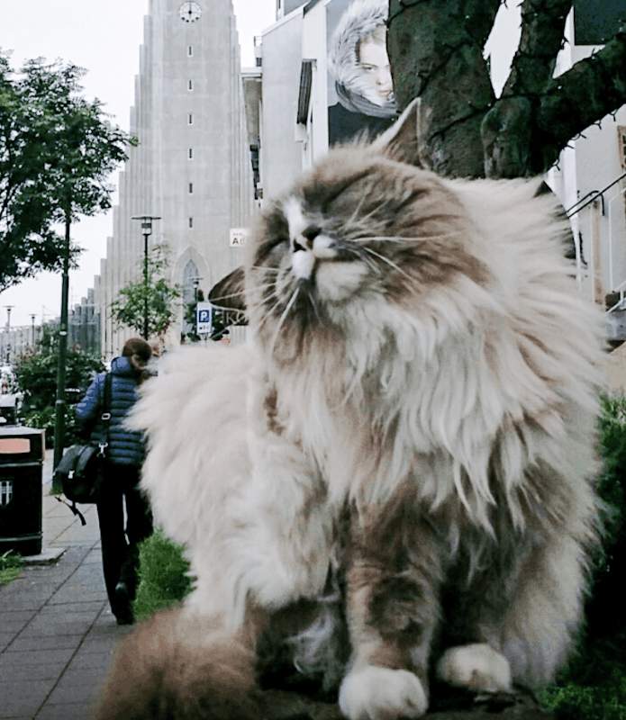 Icelandic domestic cat on the street
